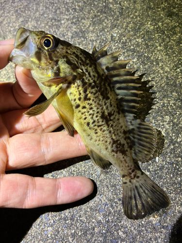 ソイの釣果