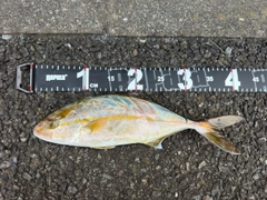 ショゴの釣果