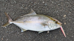 ネリゴの釣果