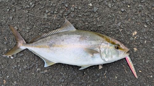 ネリゴの釣果
