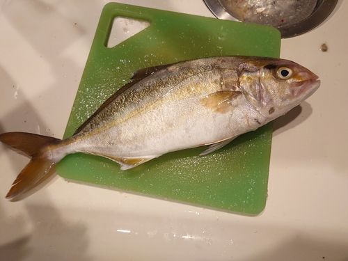 ネリゴの釣果