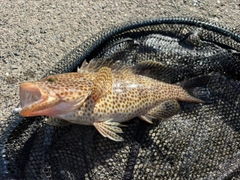 オオモンハタの釣果