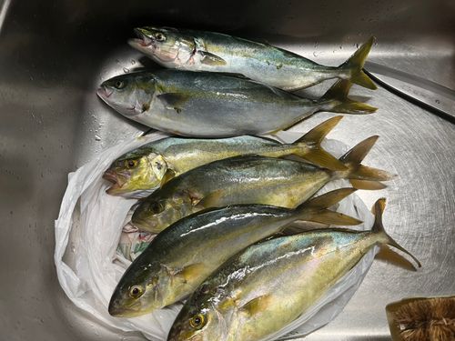 ショゴの釣果