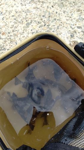 シマダイの釣果