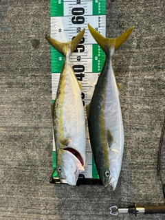 イナダの釣果