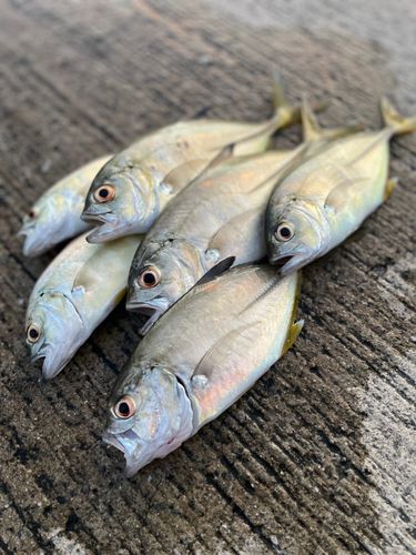 メッキの釣果