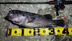 クロソイの釣果
