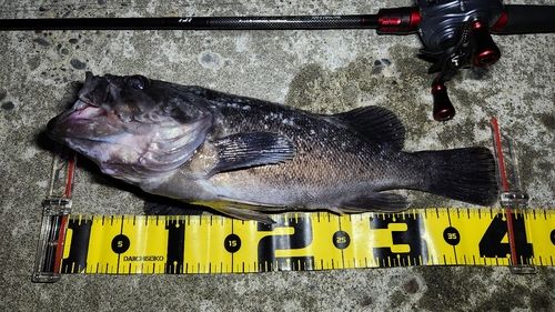 クロソイの釣果