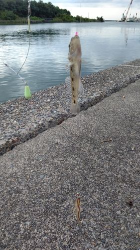 ハゼの釣果