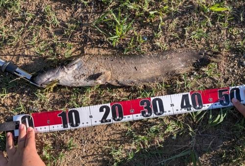 ナマズの釣果