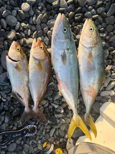 イナダの釣果