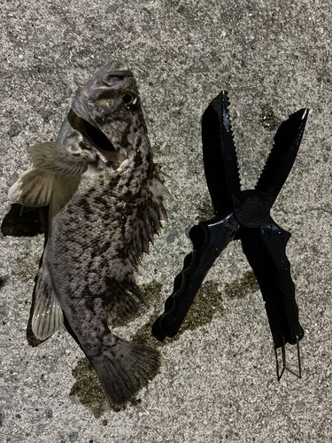 ムラソイの釣果