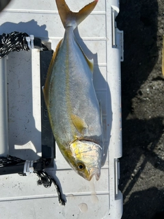 ショゴの釣果