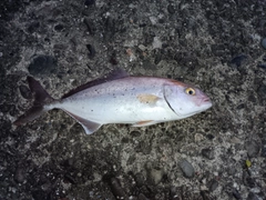 ショゴの釣果