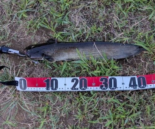 ナマズの釣果