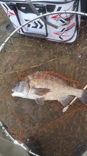 クロダイの釣果