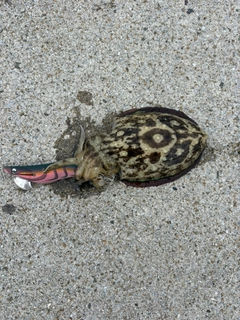 モンゴウイカの釣果