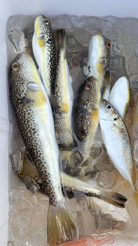 ショウサイフグの釣果