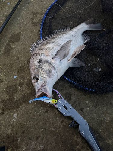 チヌの釣果