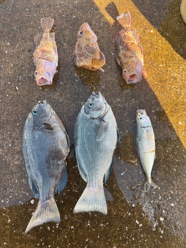 メジナの釣果