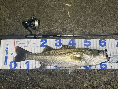 シーバスの釣果