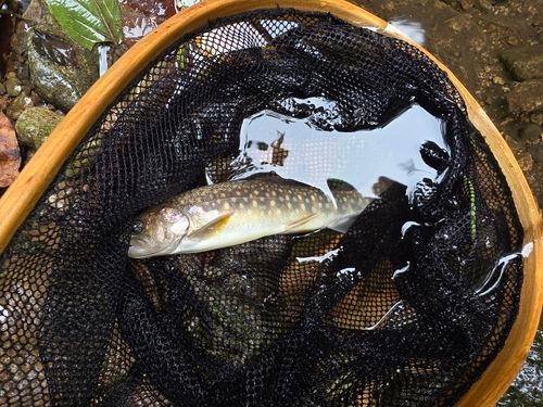 イワナの釣果