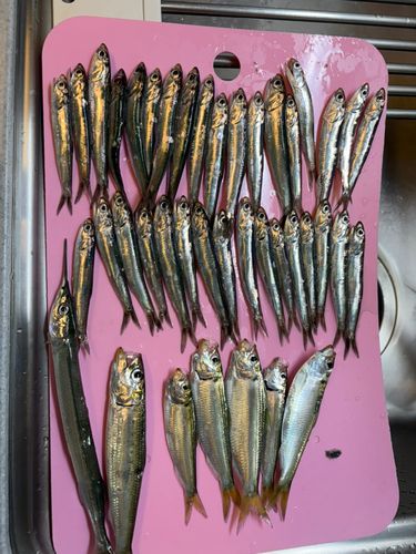 サヨリの釣果