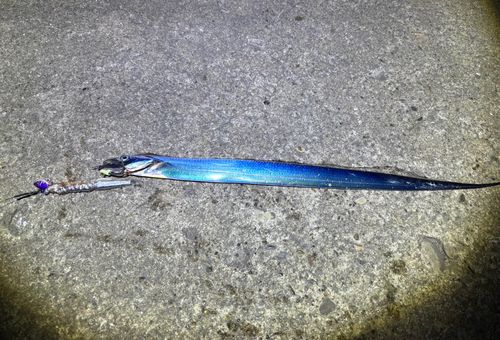 タチウオの釣果
