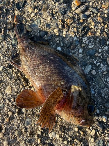 ムラソイの釣果