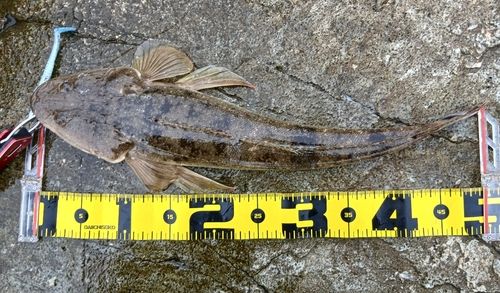 マゴチの釣果