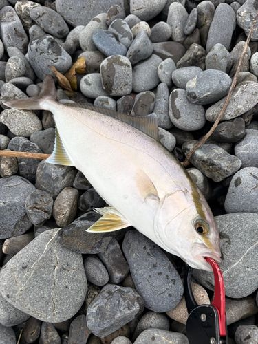 ショゴの釣果