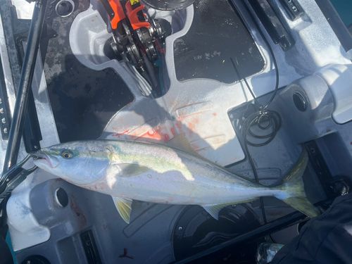 ワラサの釣果