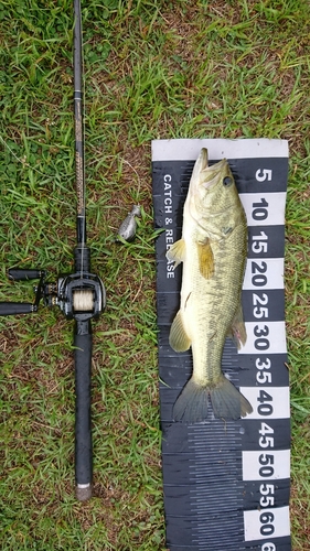 ブラックバスの釣果