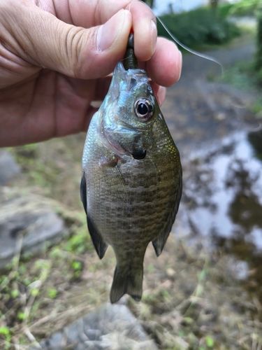 ブルーギルの釣果