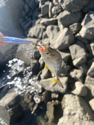 メッキの釣果