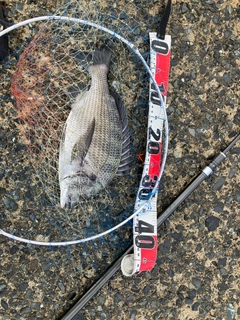 チヌの釣果