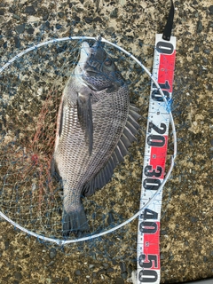 チヌの釣果