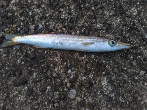 アカカマスの釣果