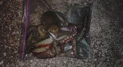 タコの釣果