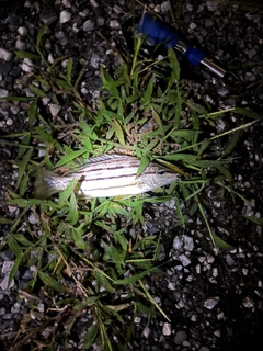 シマイサキの釣果