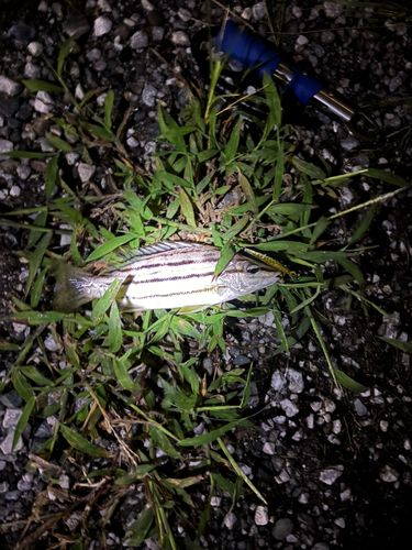 シマイサキの釣果