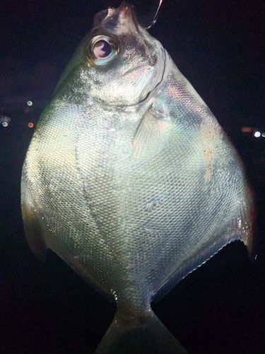 ヒメツバメウオの釣果