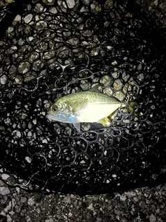 メッキの釣果