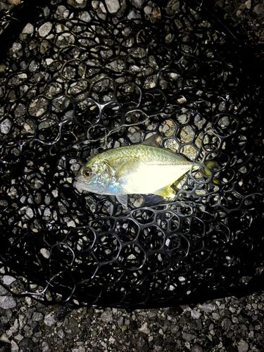 メッキの釣果