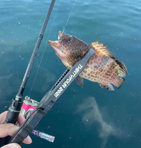オオモンハタの釣果