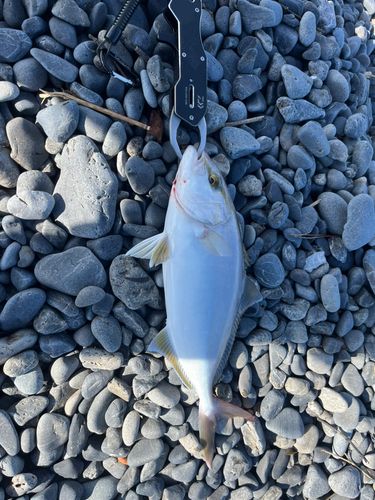 ショゴの釣果