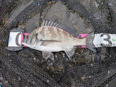チヌの釣果