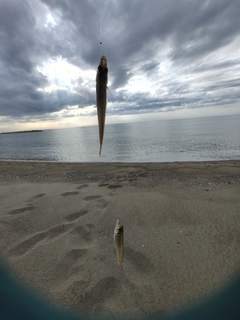 シロギスの釣果