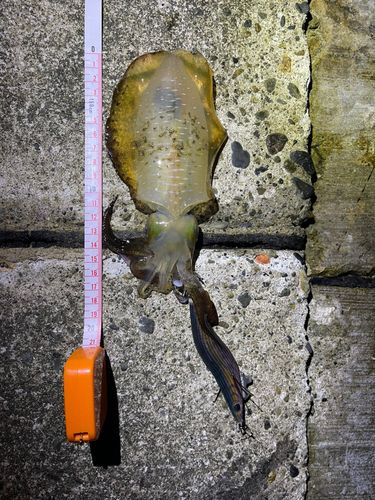 アオリイカの釣果