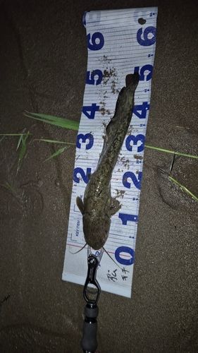 ナマズの釣果